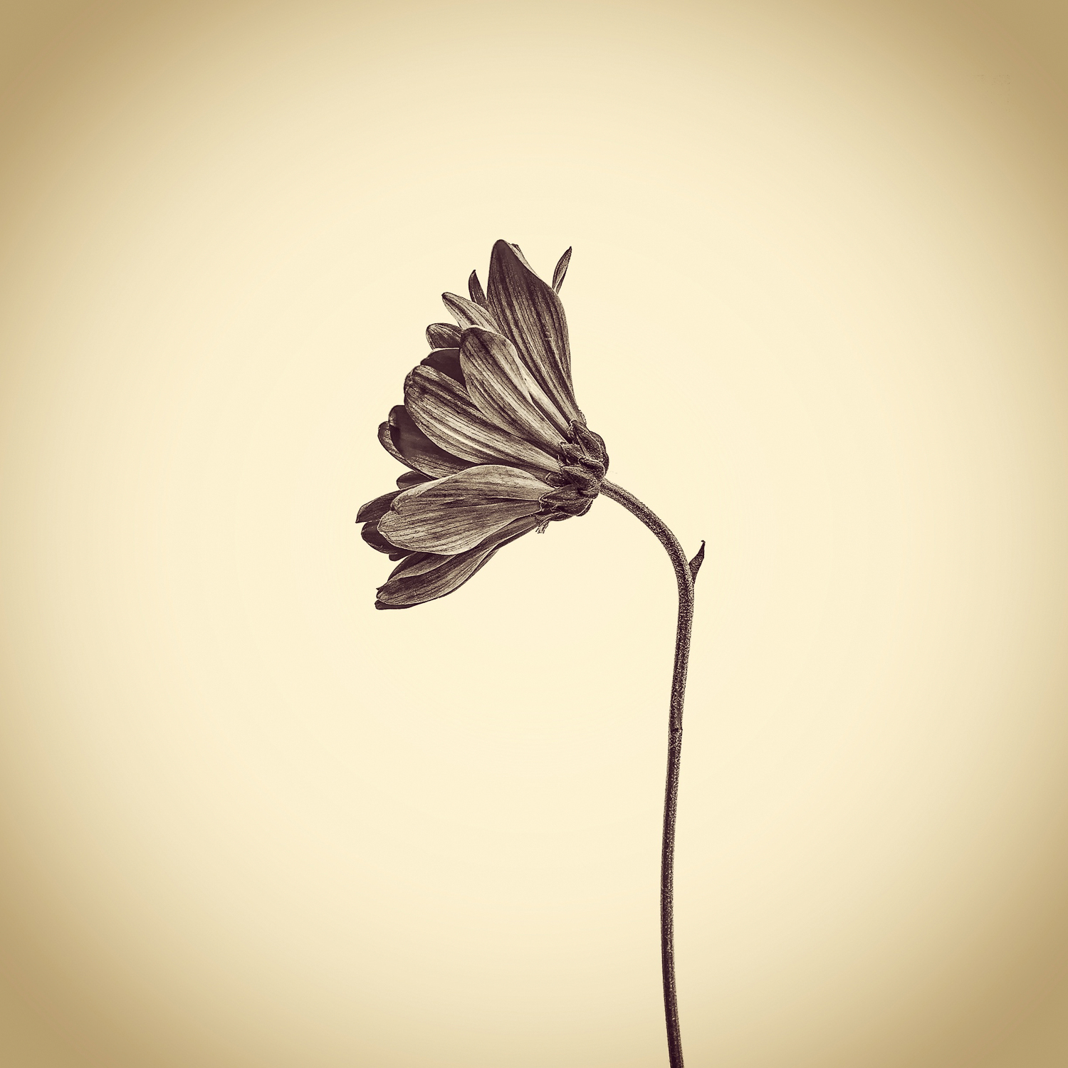 Joshua White, Daisy, Family Asteraceae, 2015. Cell phone capture, archival digital print, 4¼ x 4¼ inches. Courtesy of the artist