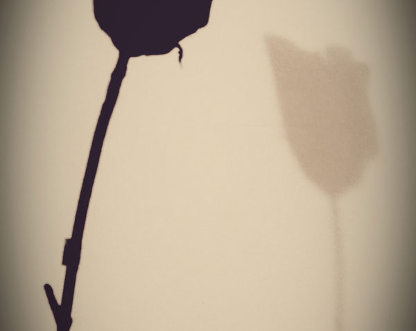 Kariana Wyatt, Shadow of a Rose, 2/24/16. Digital, 10,133 x 18,000 pixels. Courtesy of Conner Middle School and Shannon Eggleston of i.imagine