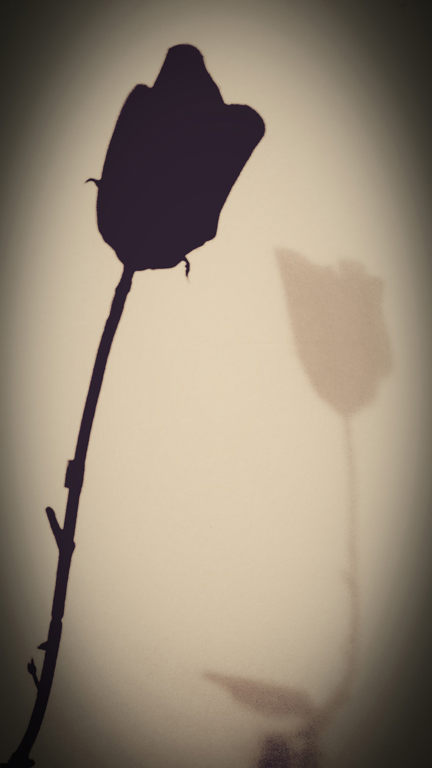 Kariana Wyatt, Shadow of a Rose, 2/24/16. Digital, 10,133 x 18,000 pixels. Courtesy of Conner Middle School and Shannon Eggleston of i.imagine